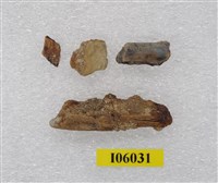 藏品(動物牙及骨化石)的圖片